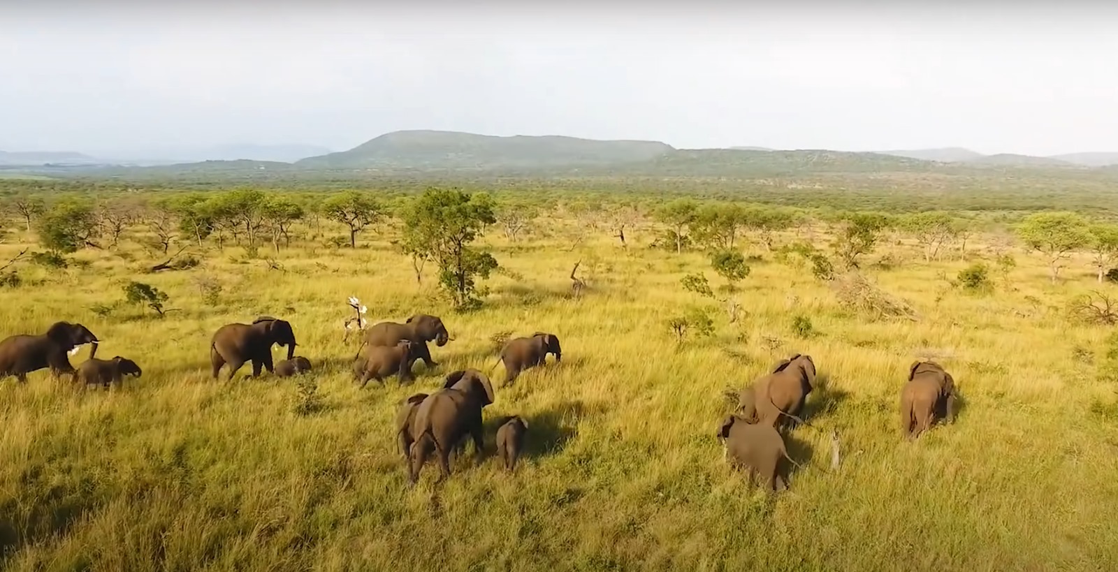 Safari Zanzibar